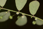 Muscarene Island leaf-flower